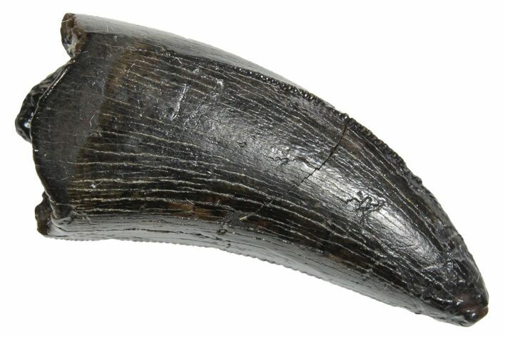 Serrated, Tyrannosaur (Nanotyrannus) Tooth - Montana #350419